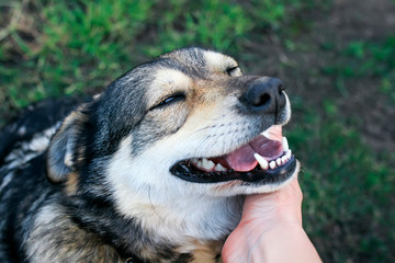 man's hand stroking the neck of a cute dog who closed his eyes from pleasure in the Park