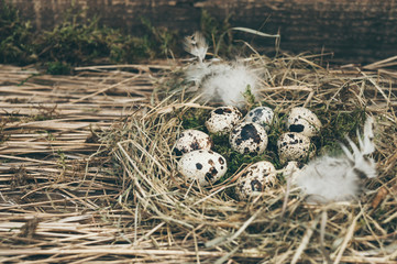 Easter quail eggs in a nest of hay, moss and feathers on a background of hay and an old wooden board with moss.