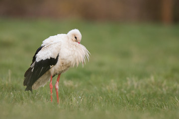 European white stork (Ciconia ciconia) 