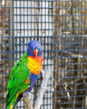 colorful parrot