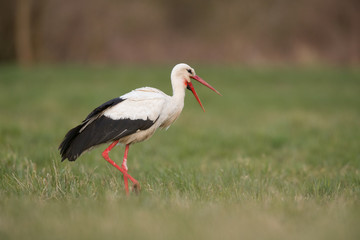 Obraz na płótnie Canvas European white stork (Ciconia ciconia) 