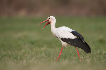 Obraz na płótnie Canvas European white stork (Ciconia ciconia) 