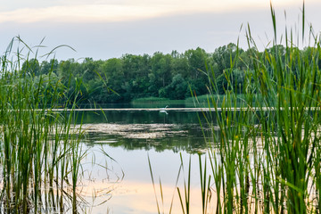 Obraz premium Great egret (ardea alba) on a river Dnieper