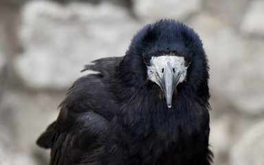 Old raven or crow, common city black bird