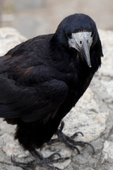 Old raven or crow, common city black bird
