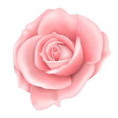 Vector realistic image of a pink rose flower isolated on white. EPS 10.