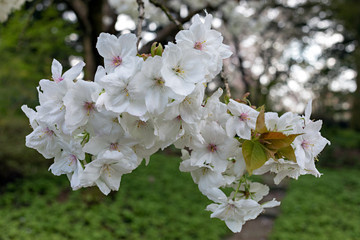 Japanische Kirschblüte