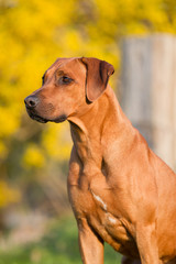 Rhodesian Ridgeback