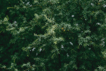 Tinted background with pine trees