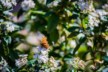 Blooming lantana bush