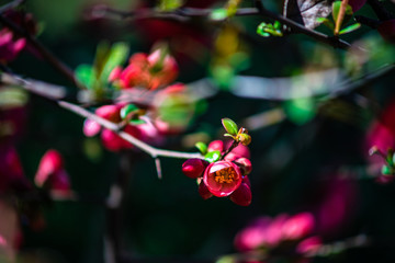 Blooming of Chaenomeles japonica