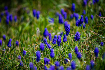 Wild hyacinth flowers
