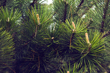 Green pine branch with cones