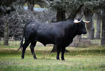toro español en el campo