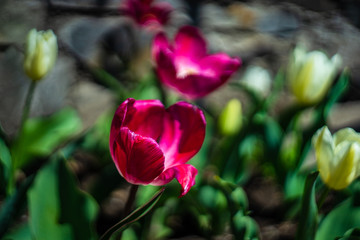 Spring floral frame