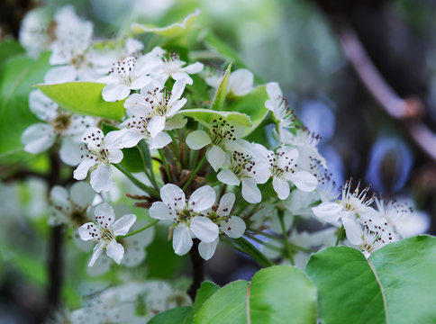 Spring Blossoms
