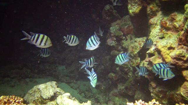 Red sea fish Abudefduf sexfasciatus (Scissortail sergeant)  at deep blue water in a colorful coral reef, Red sea, Egypt 