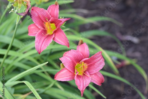 Beautiful Flower Lily Beach Nature Virginia Flower