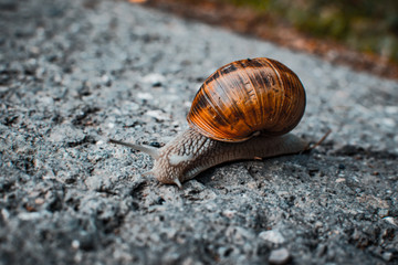 Schnecke unterwegs auf der Strasse