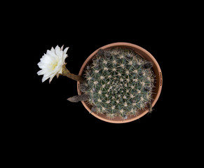 Cactus plant with white flower