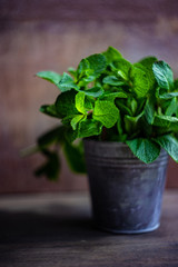 Organic mint leaves