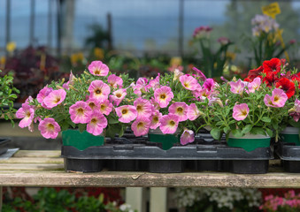 Fototapeta na wymiar Pink petunia flowers