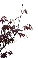 Elegant Japanese zen style bamboo tree isolated on white