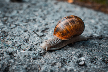 Schnecke unterwegs auf der Strasse