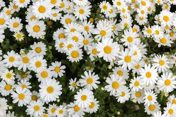 Daisy, Chamomile Flower. Beautiful daisy background.
