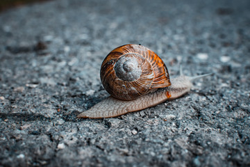 Schnecke unterwegs auf der Strasse