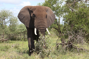 Afrikanischer Elefant / African elephant / Loxodonta africana