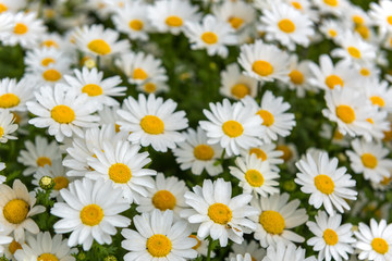 Daisy, Chamomile Flower. Beautiful daisy background.