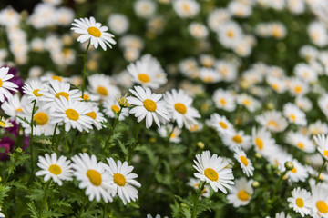 Fototapeta premium Daisy, Chamomile Flower. Beautiful daisy background.