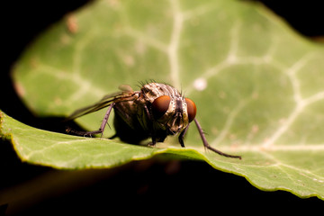 Housefly (Musca Domestica) on the leaf macro focus stacked.