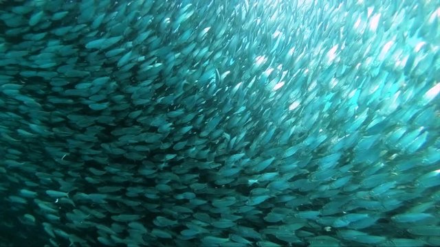 Sardines Shoal swimming in slow motion in Cebu, Philipines