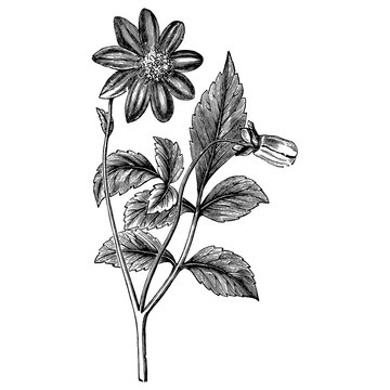 Engraving Dahlia Coccinea Flower Vintage Illustrations