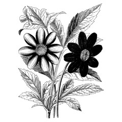 Engraving Dahlias Flower Vintage Illustrations