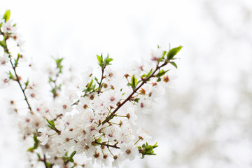 Fototapeta premium Cherry blossom, closeup of white flowers against the sky. Preparation for a card with a place for the text. Blooming garden in spring.