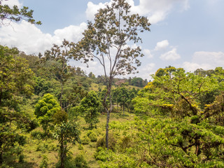 Obraz na płótnie Canvas Tropical rainforest in Costa Rica