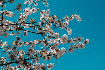 Cherry blossoms against a blue sky in Valle del Jerte, Extremadura, Spain