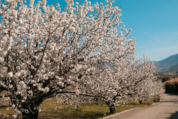 Beautiful Cherry blossoms road against a blue sky in Valle del Jerte, Extremadura, Spain