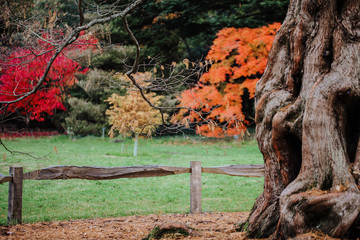 Old tree trunk with carvings and roots in autumn season