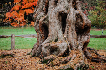 Old tree trunk with carvings and roots in autumn season