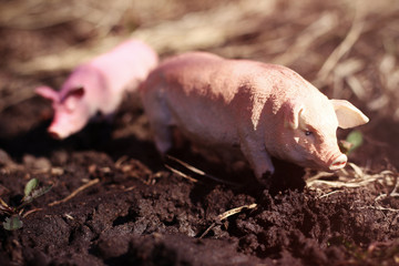 toy pig in wildlife photographed toy outdoors in the mud like a live pig