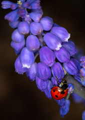 Ladybug on Grape Hyacinth