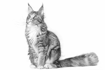Drawing of a big maine coon cat sitting in studio on white background. Isolated.
