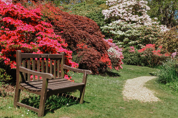 Wooden bench in colourful rhododendron and azalea landscape garden on sunny day. England.