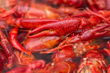 Seafood  Finest Crawfish Boils,red chili crab