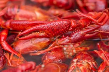 Seafood  Finest Crawfish Boils,red chili crab