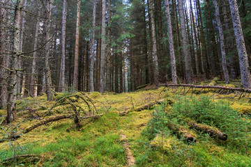 Obraz premium Pine forest in Scotland